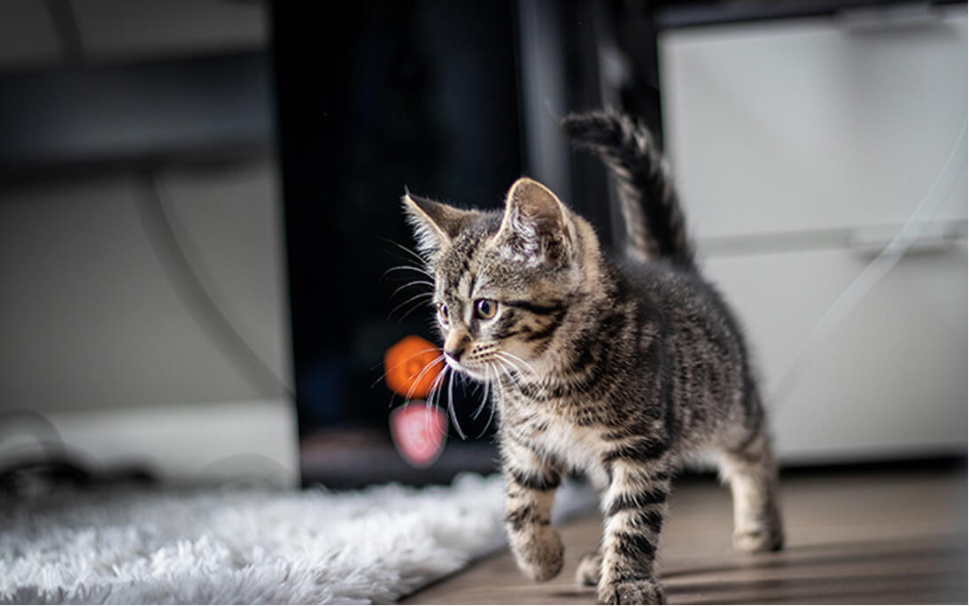 PC-CatFriendly Cat friendly - vLa clinique vétérinaire Plein Centre à Colomiers porte à vos chats une attention particulière.