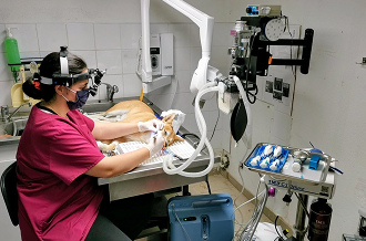 Dentisterie vétérinaire Dentisterie vétérinaire